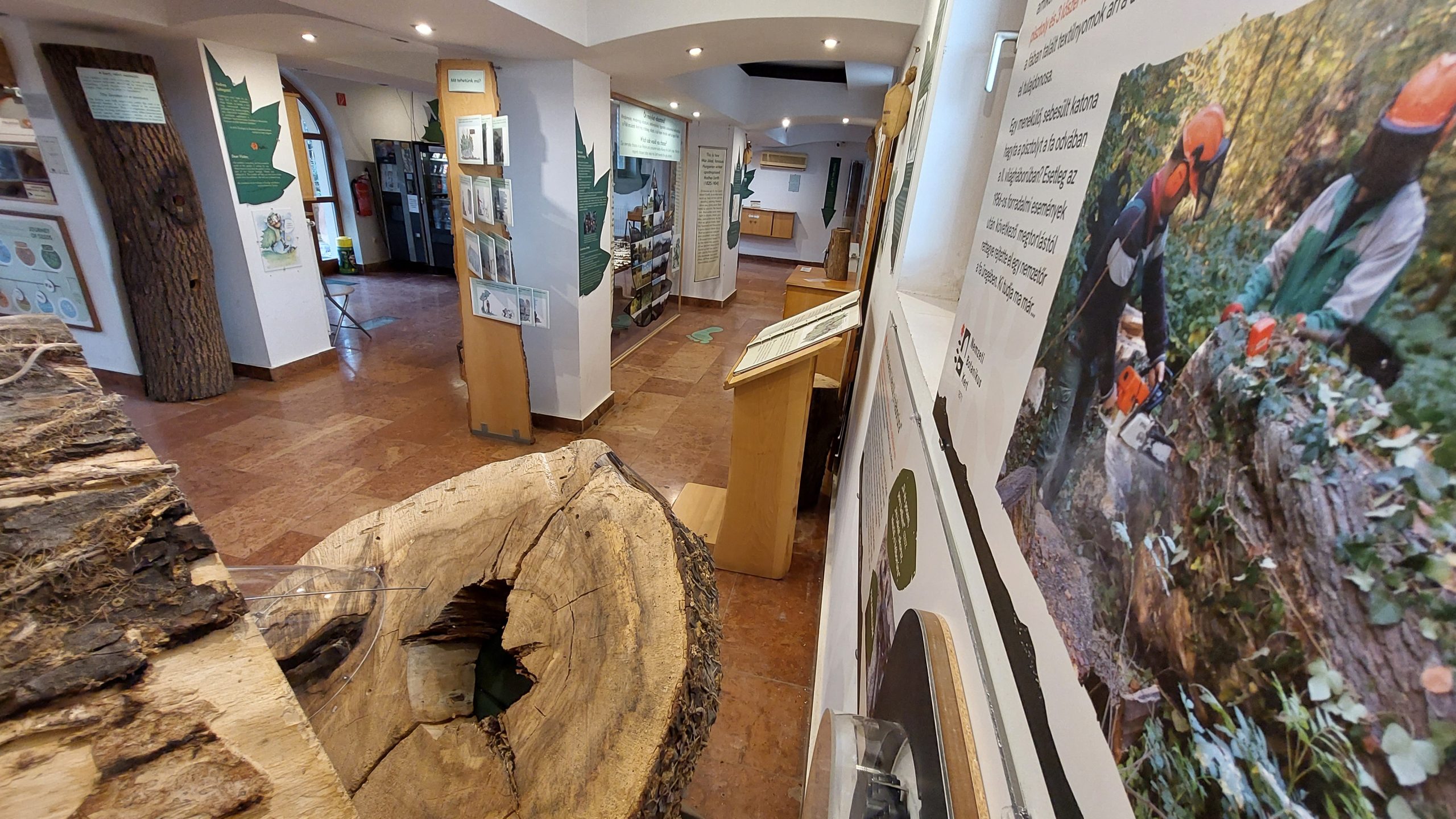 Vácrátóti botanikus kertben talált pisztoly