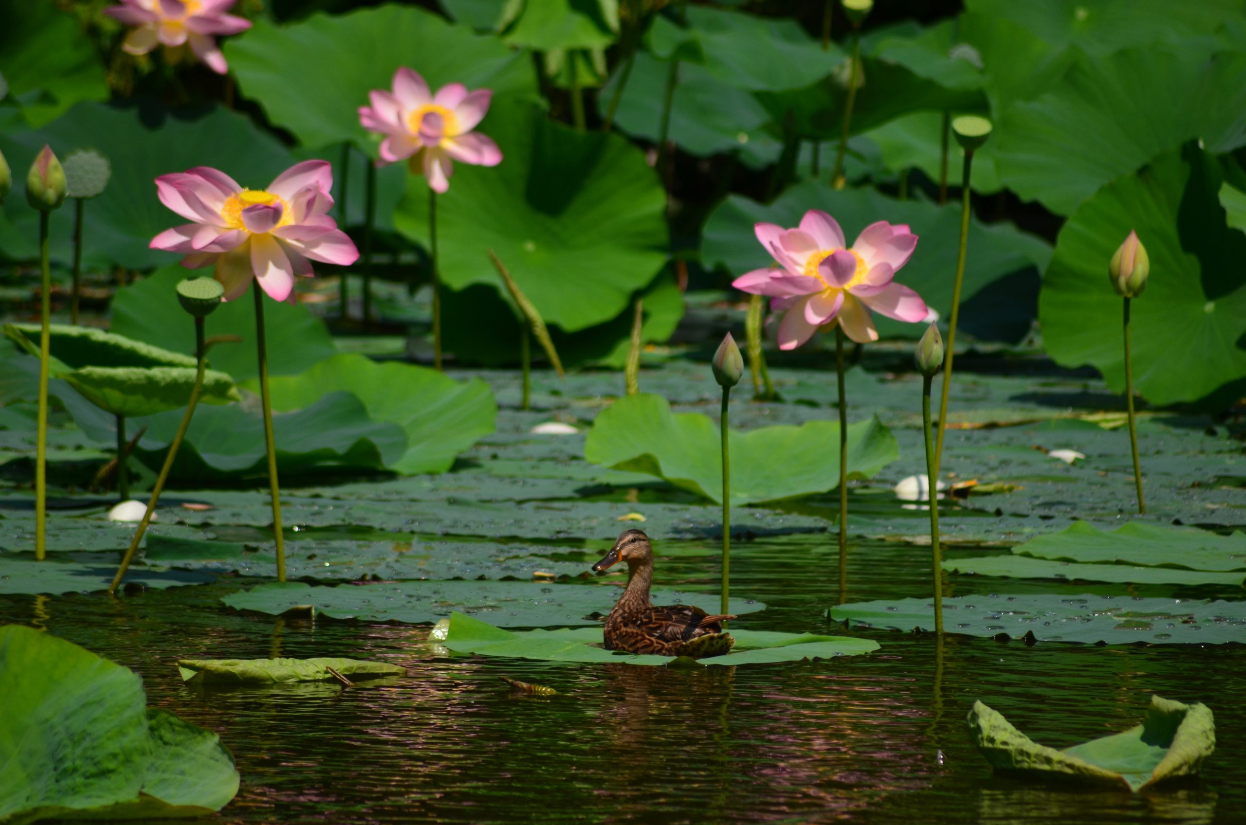 Vizes élőhelyek világnapja
