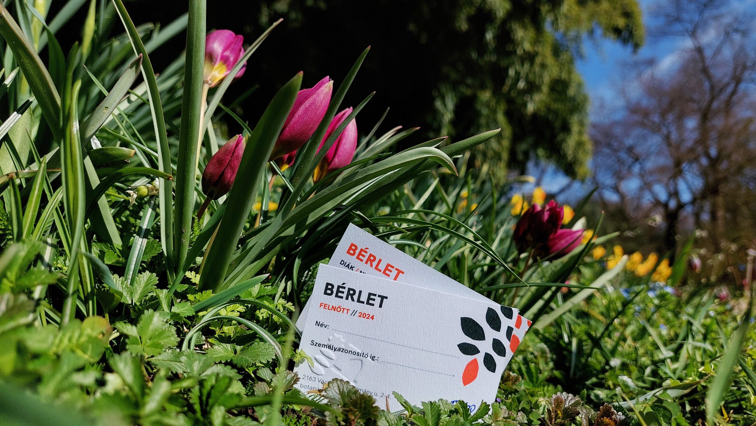 Jegypénztáros kollégát keresünk