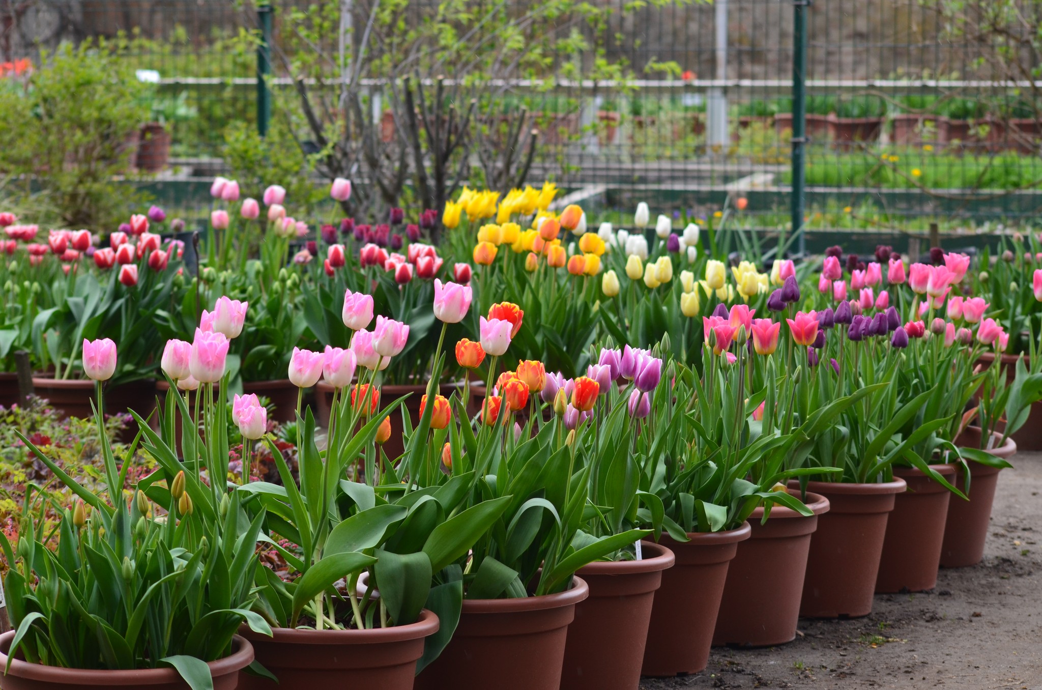 Tulipánhíradó 2024.04.02.